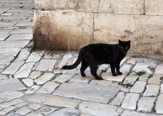 Kam so izginile mačke s pobočja Grajskega griča? Ljubljančani tarnajo zaradi "glodalcev in golazni"