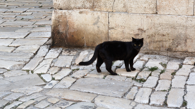 Kam so izginile mačke s pobočja Grajskega griča? Ljubljančani tarnajo zaradi "glodalcev in golazni" (foto: Profimedia)