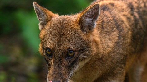 Žensko na območju Lokavca ugriznil šakal: poiskati je morala zdravniško pomoč