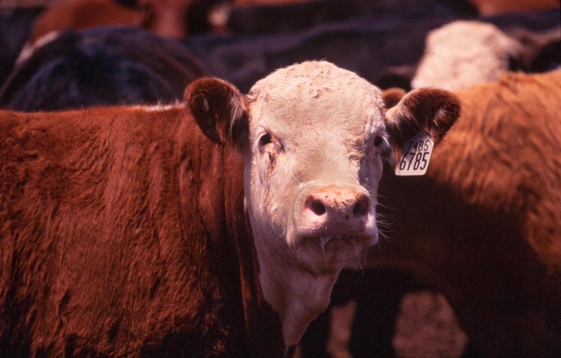 Krave v klavnici res čutijo, da se bliža smrt?