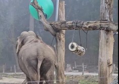 Ste že kdaj videli, kako razigrana je lahko slonica Ganga iz ZOO Ljubljana? (Poglejte ta posnetek)