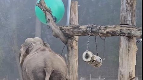 živalski vrt, ZOO Ljubljana slon slonica azijski slon Ganga