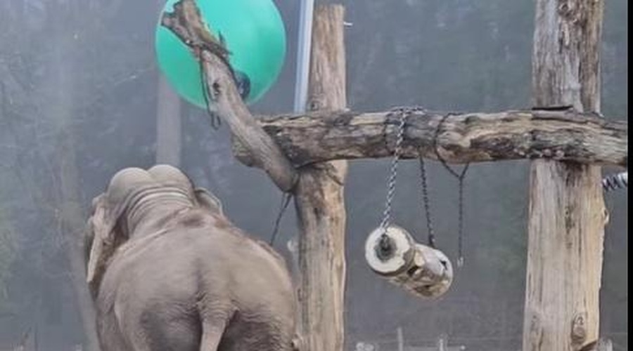 Ste že kdaj videli, kako razigrana je lahko slonica Ganga iz ZOO Ljubljana? (Poglejte ta posnetek) (foto: ZOO Ljubljana/Facebook/posnetek zaslona)