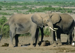 Sloni žalujejo in pokopljejo svoje mladičke v posebnem ritualu (ki spominja na naše pogrebe)