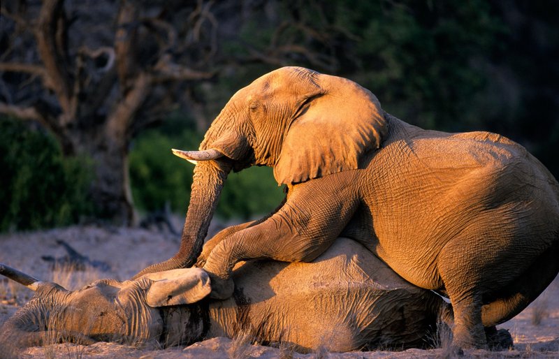 Sloni mladiče pokopljejo nadvse spoštljivo.