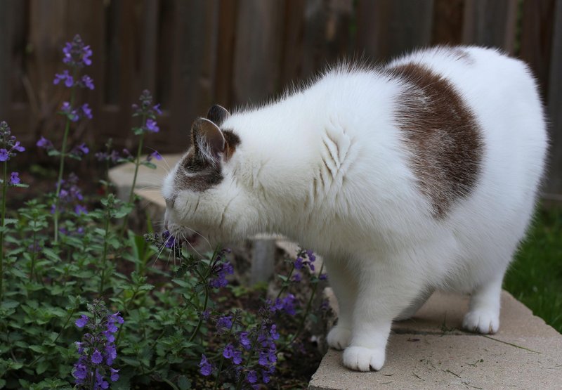 Ste opazili, da ima tudi vaša mačka priljubljene rastline?