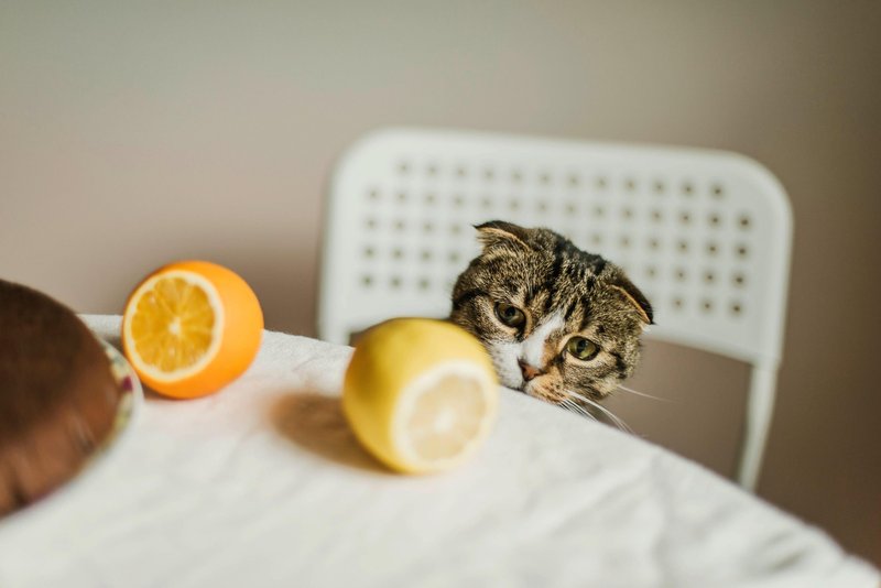 Večina mačk ne prenese vonja citrusov.