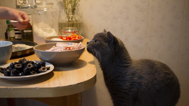 To so vonji, ki jih imajo mačke zelo rade (foto: Profimedia)