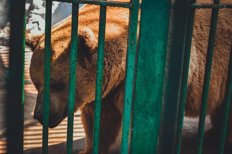 V Sloveniji od leta 2004 ni dovoljeno imeti medveda v zasebni lasti - razen izjem. (Fotografija je simbolična)