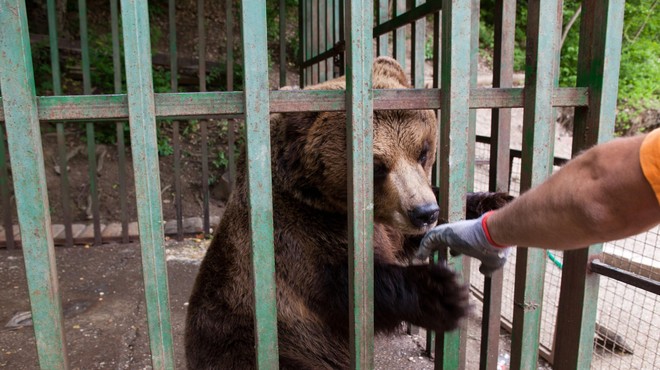 V Avstriji zbirajo podpise za peticijo, s katero bi rešili zadnje 4 medvede, ki v Sloveniji živijo v zasebni lasti (foto: Profimedia)