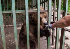 V Avstriji zbirajo podpise za peticijo, s katero bi rešili zadnje 4 medvede, ki v Sloveniji živijo v zasebni lasti