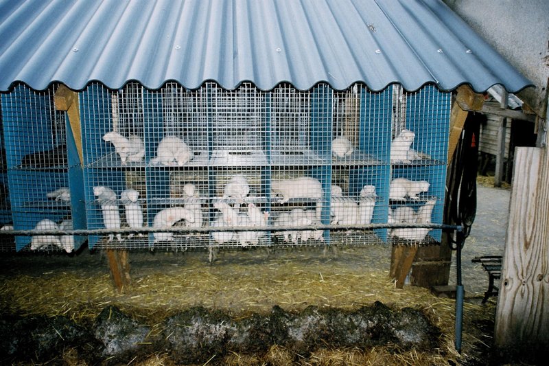 Farma minkov in razmere, v katerih živijo za krzno namenjene živali.