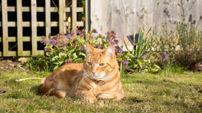 Poznate 3 nevarnosti, ki jih za pse in mačke prinaša pomlad? (foto: Profimedia)