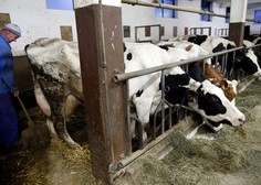 Kmetom bodo za vrat dihali novi zakoni: kmalu bi prepovedali vezano rejo goveda (ki jo ima 73 odstotkov slovenskih kmetij)
