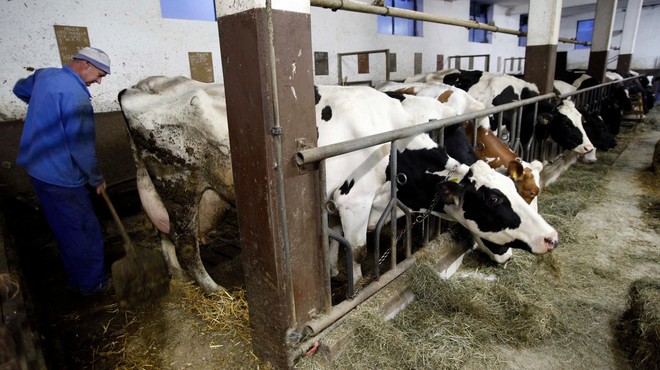 Kmetom bodo za vrat dihali novi zakoni: kmalu bi prepovedali vezano rejo goveda (ki jo ima 73 odstotkov slovenskih kmetij) (foto: Srdjan Zivulovic/Bobo)