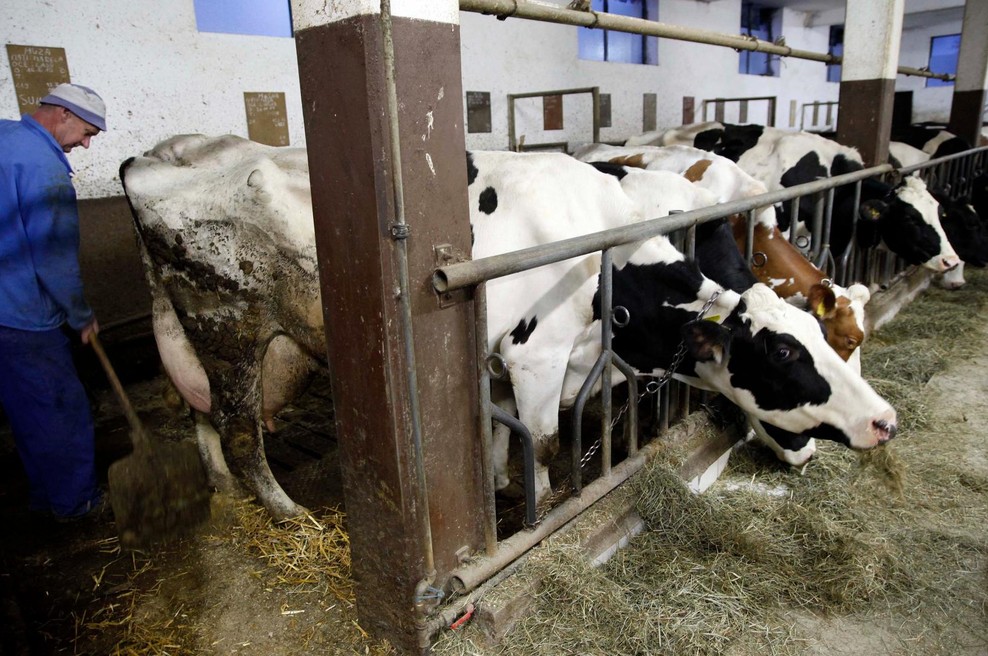 Kmetom bodo za vrat dihali novi zakoni: kmalu bi prepovedali vezano rejo goveda (ki jo ima 73 odstotkov slovenskih kmetij) (foto: Srdjan Zivulovic/Bobo)