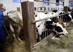 Kmetom bodo za vrat dihali novi zakoni: kmalu bi prepovedali vezano rejo goveda (ki jo ima 73 odstotkov slovenskih kmetij)