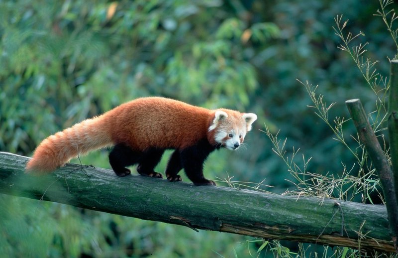 Mačji panda spada med zelo ogrožene vrste.