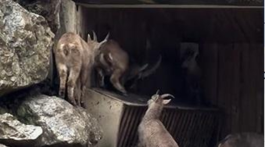 Če ste mislili, da se v dežju v živalskem vrtu nič ne dogaja – še kako se dogaja! (Nasmejali se boste) (foto: ZOO Ljubljana/Facebook/posnetek zaslona)