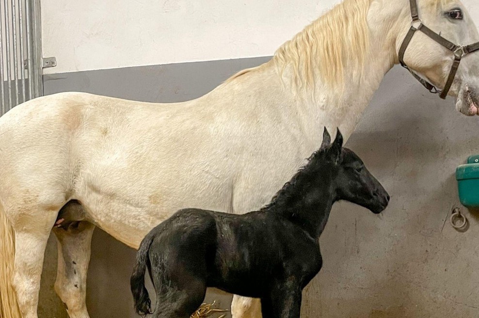 Vesela novica iz Lipice: prvi žrebiček v letu se je ponovno rodil na dan žena (foto: Facebook/Kobilarna Lipica - Lipica Stud Farm)