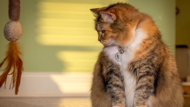 Tudi vaša mačka prakticira selektivno poslušanje? (foto: Profimedia)