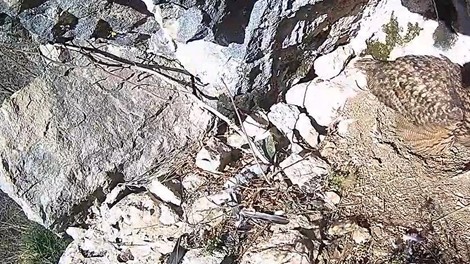 živali sova uharica ogrožena vrsta gnezdo gnezdenje