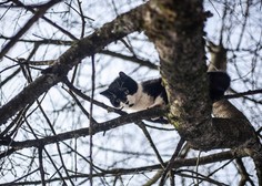 Reševalna drama v Mariboru: pogrešano mačko našli kar 17 metrov visoko na drevesu!
