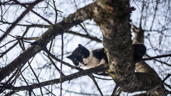 Reševalna drama v Mariboru: pogrešano mačko našli kar 17 metrov visoko na drevesu! (foto: Profimedia)