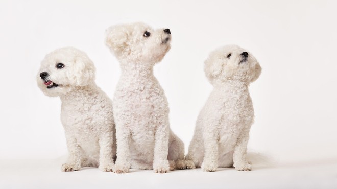 Odprli prvo evropsko kliniko za kloniranje živali: največ povpraševanja je za pse (foto: Profimedia)