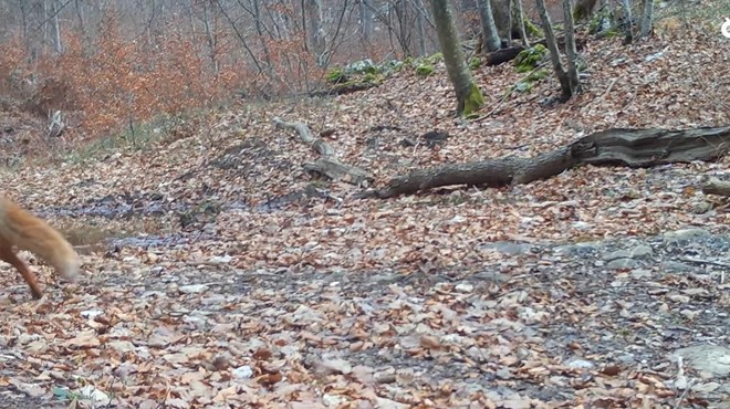 Skrita kamera v kočevskem gozdu razkrila presunljive prizore (foto: Kočevsko/Facebook/posnetek zaslona)