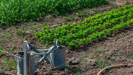 Veste, kako pravilno uporabljati pesticide?