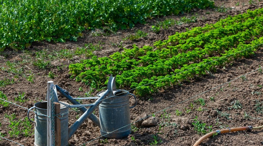 Veste, kako pravilno uporabljati pesticide? (foto: Profimedia)