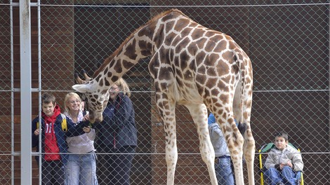 živali ZOO Ljubljana zgodovina rojstni dan