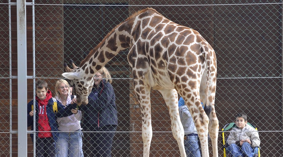 ZOO Ljubljana praznuje: ne boste verjeli, kje se je nahajal naš živalski vrt pred današnjo lokacijo (foto: Bor Slana/Bobo)