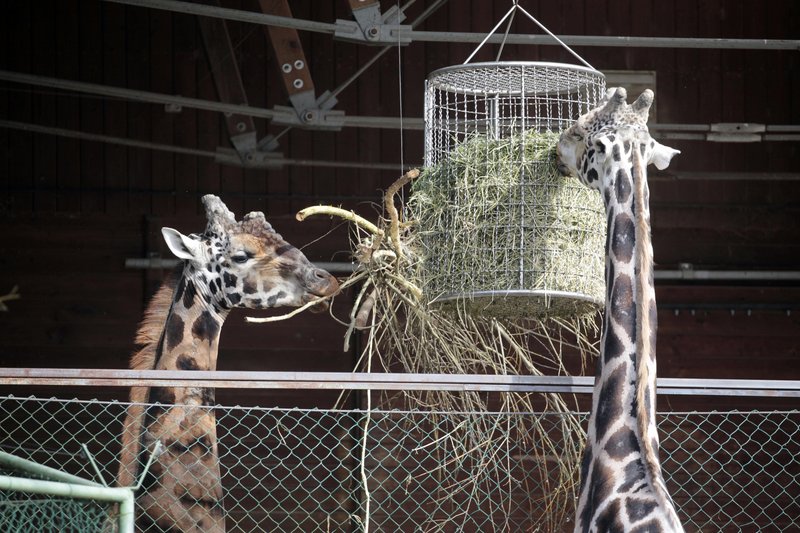 V ZOO Ljubljana domujejo živali iz vseh kontinentov.