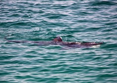 V Jadranskem morju opazili 8-metrskega orjaškega morskega psa (FOTO)