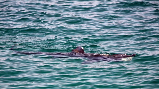 V Jadranskem morju opazili 8-metrskega orjaškega morskega psa (FOTO) (foto: Profimedia)