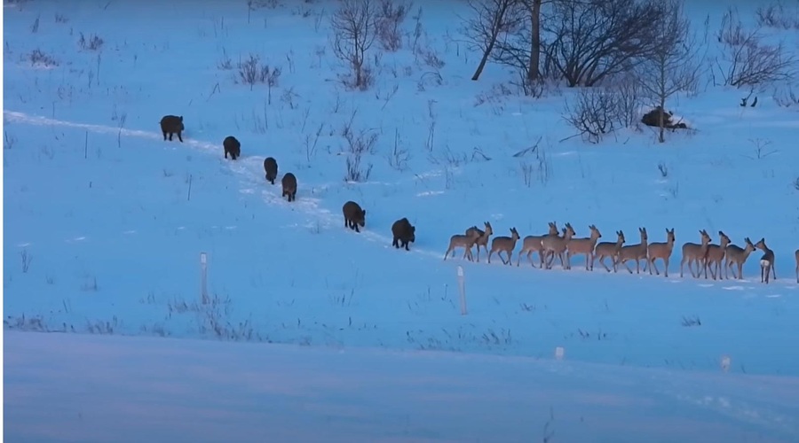 Ste že videli kaj takega? Nenavaden prizor iz narave obkrožil splet (foto: Youtube/posnetek zaslona)