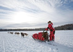 Ekstremna pasja dirka po Aljaski terjala svoj davek – kdaj bo dovolj 'ledenih grobov'?