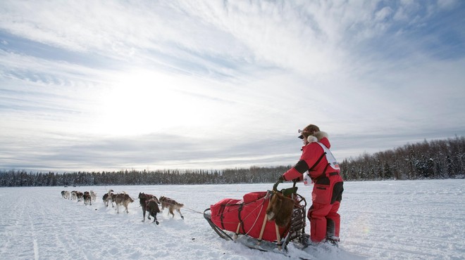 Ekstremna pasja dirka po Aljaski terjala svoj davek – kdaj bo dovolj 'ledenih grobov'? (foto: Profimedia)