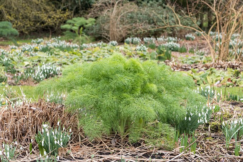 Komarček oziroma koromač (Foeniculum vulgare).