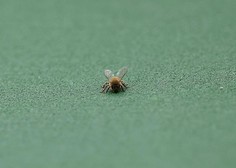 Noro: športno tekmovanje je prekinila invazija čebel in tekmovalcem nagnala strah v kosti (FOTO)