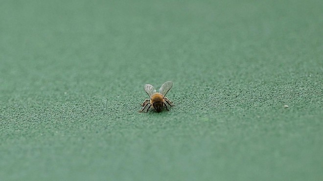 Noro: športno tekmovanje je prekinila invazija čebel in tekmovalcem nagnala strah v kosti (FOTO) (foto: Profimedia)