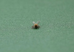 Noro: športno tekmovanje je prekinila invazija čebel in tekmovalcem nagnala strah v kosti (FOTO)