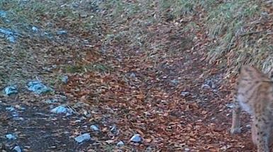 Kamera v naravnem parku Učka ujela 'veliko zver', ki so jo nazadnje videli sredi osemdesetih let! (foto: Park prirode Učka)