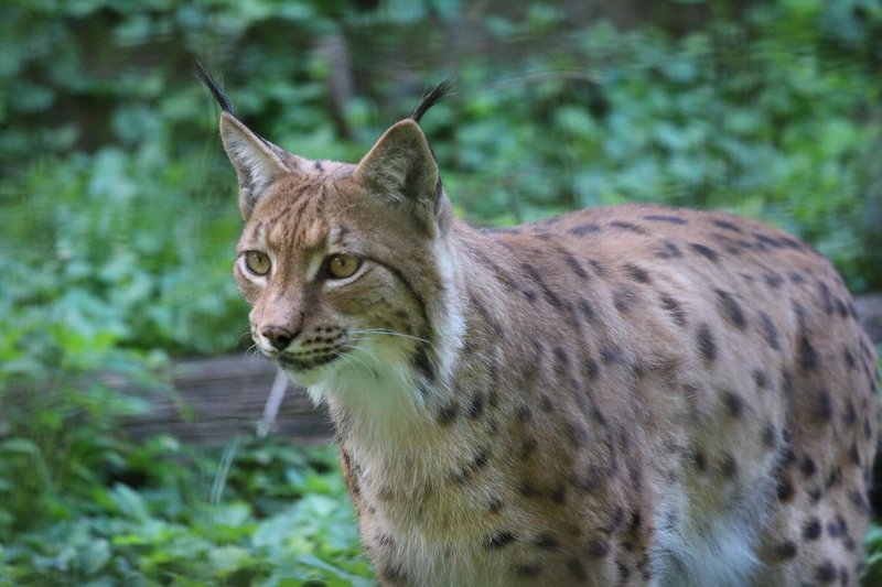Projekt Life Lynx je v zadnjih sedmih letih uspešno rešil rise pred ponovnim izumrtjem.