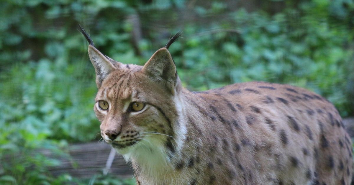 Zaskrbljujoče napovedi: risu grozi izumrtje (sprejeli načrt, s katerim ...
