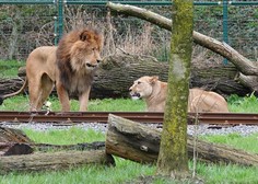 Žalosten incident v živalskem vrtu: levinjo so želeli združiti z levom, ki jo je nazadnje ubil