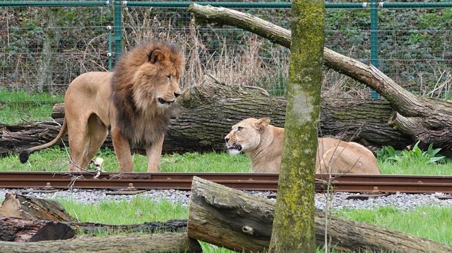 Žalosten incident v živalskem vrtu: levinjo so želeli združiti z levom, ki jo je nazadnje ubil (foto: Facebook/Bellewaerde Park)