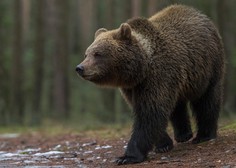 Nenavadna smrt: turistka bežala pred medvedom, nato pa umrla